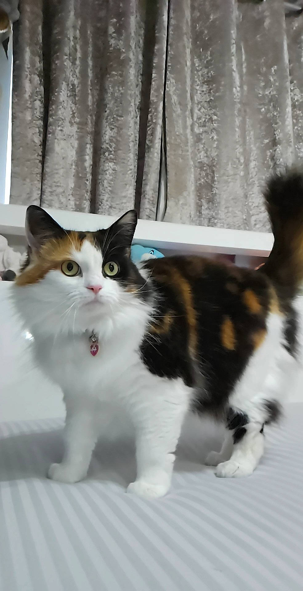 Tinker is registered to the contest to win money with this photo: carnivore, cat, claw, curtain, domestic_short_haired_cat, felidae, foot, fur, paw, small_to_medium_sized_cats, snout, tail, terrestrial_animal, whiskers, window