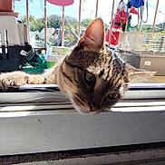 Billy participe au concours pour gagner de l'argent avec cette photo : animal, balcony, cat, curious, daylight, decoration, ears, face, feline, flower_pot, household, indoor, netting, outdoor_view, pet, plant, sunlight, tabby, whiskers, window