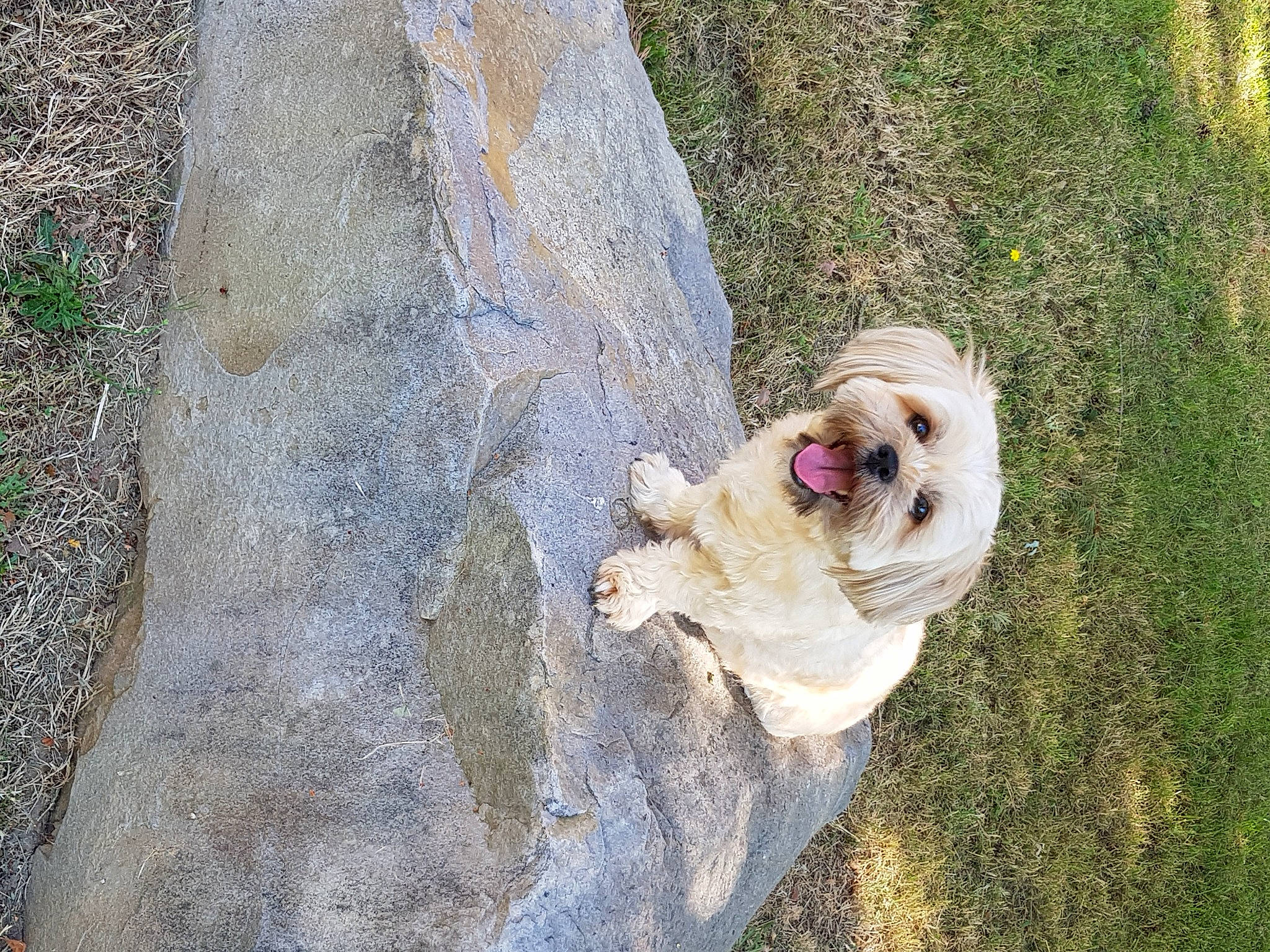 Naya a rejoint le concours — aidez-le/la à gagner de superbes lots ! canidae, carnivore, companion_dog, dog, dog_breed, dog_supply, fawn, fur, grass, leash, pet_supply, plant, road_surface, snout, sporting_group, tail, toy_dog, tree, wood, working_animal