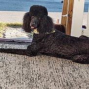 Corrina Wiekert joined the competition — help win amazing prizes! animal, black_dog, canine, collar, curious, dog, driveway, fur, lying_down, outdoor, pet, poodle, portrait, quiet, relaxed, rug, side_view, sunlight, texture, wooden_post