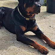 Roots participe au concours pour gagner de l'argent avec cette photo : alert, animal, cactus, canine, collar, concrete, daylight, dog, fur, garden, greenery, laying_down, mammal, nature, outdoor, pet, plant_pot, potted_plants, rottweiler, sunlight