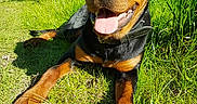 Roots a rejoint le concours — aidez-le/la à gagner de superbes lots ! animal, canine, close_up, collar, daylight, dog, friendly, grass, greenery, happy, laying_down, mammal, nature, outdoor, pet, rottweiler, smiling, summer, sunlight, tongue_out