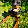 animal, canine, close_up, collar, daylight, dog, friendly, grass, greenery, happy, laying_down, mammal, nature, outdoor, pet, rottweiler, smiling, summer, sunlight, tongue_out