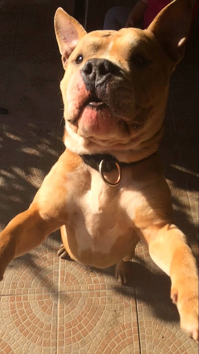 Lasco a rejoint le concours — aidez-le/la à gagner de superbes lots ! american_bulldog, american_pit_bull_terrier, american_staffordshire_terrier, ancient_dog_breeds, bull_and_terrier, canidae, carnivore, cordoba_fighting_dog, dog, dog_breed, fawn, french_bulldog, mammal, non_sporting_group, olde_english_bulldogge, pit_bull, snout, staffordshire_bull_terrier, toy_bulldog, vertebrate