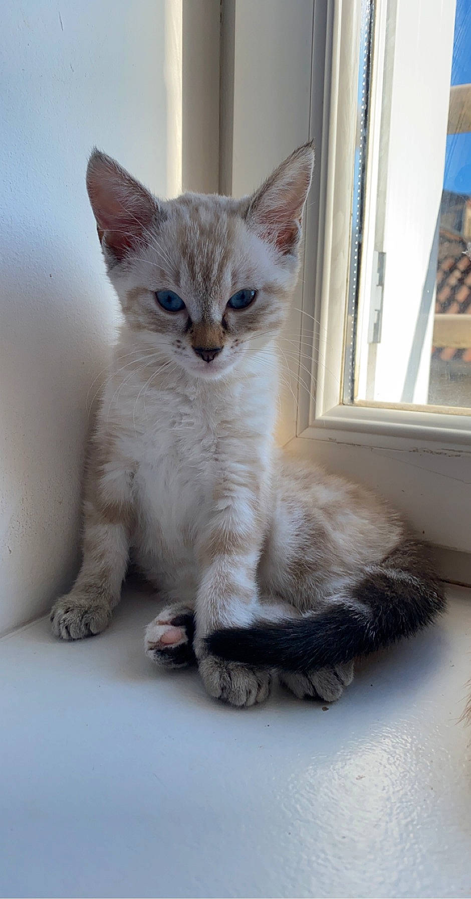 Chipie a rejoint le concours — aidez-le/la à gagner de superbes lots ! aegean_cat, arabian_mau, asian, australian_mist, burmilla, carnivore, cat, colorpoint_shorthair, domestic_short_haired_cat, felidae, german_rex, javanese, kitten, mammal, ojos_azules, singapura, small_to_medium_sized_cats, thai, vertebrate, whiskers