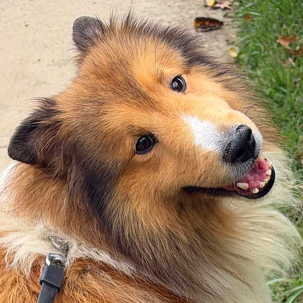 Scout