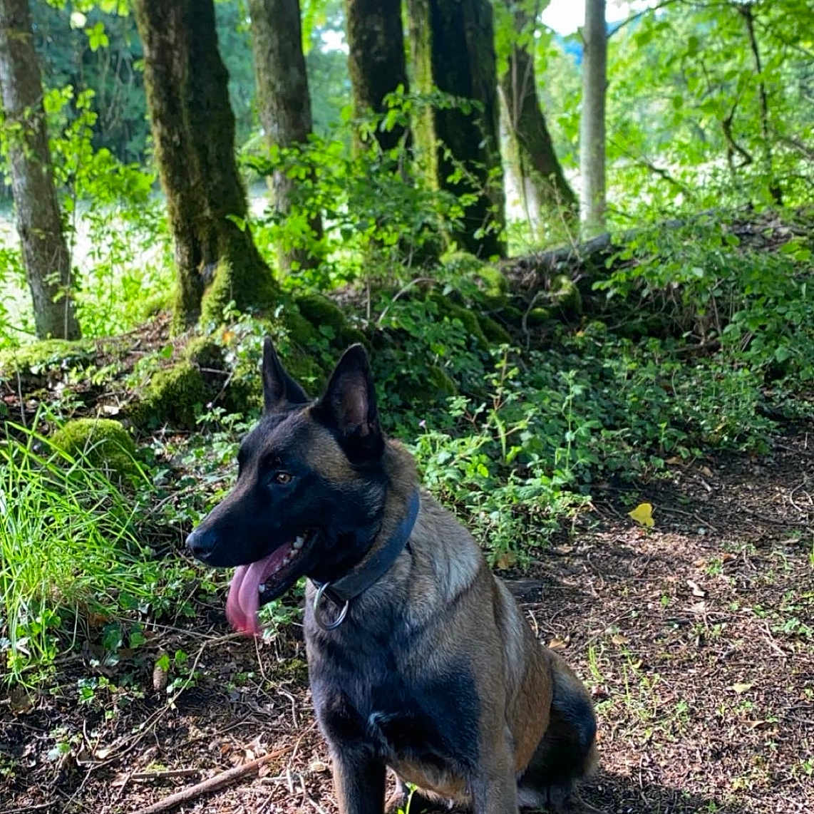 Texane participe au concours pour gagner de l'argent avec cette photo : dog, canine, animal, sitting, forest, trees, greenery, nature, outdoor, sunlight, tongue_out, pet, collar, mammal, leafy, woods, ground, shade, happy, alert