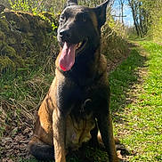 Texane a rejoint le concours — aidez-le/la à gagner de superbes lots ! dog, animal, outdoor, nature, grass, path, trees, sunlight, canine, pet, tongue_out, forest, happy, sitting, summer, greenery, mammal, daylight, fur, ears
