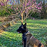 Texane participe au concours pour gagner de l'argent avec cette photo : dog, outdoor, grass, tree, flowering_tree, pink_flowers, sunlight, pet, canine, nature, garden, collar, animal, sitting, leafy_ground, daylight, park, mammal, peaceful, forest