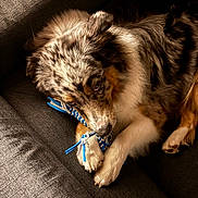Uno a rejoint le concours — aidez-le/la à gagner de superbes lots ! animal, australian_shepherd, black, brown, chewing, closeup, couch, cozy, dog, fur, gray, indoor, laying, paw, pet, relaxed, rope_toy, snout, toy, white