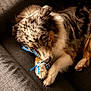 animal, australian_shepherd, black, brown, chewing, closeup, couch, cozy, dog, fur, gray, indoor, laying, paw, pet, relaxed, rope_toy, snout, toy, white
