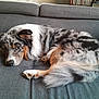 Uno participe au concours pour gagner de l'argent avec cette photo : animal, canine, companion, couch, cozy, cute, dog, domestic_animal, fur, furniture, household, indoor, laying_down, mammal, pet, relaxed, resting, sleepy, spotty_fur, tail