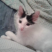 Filou participe au concours pour gagner de l'argent avec cette photo :