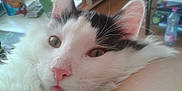 Filou participe au concours pour gagner de l'argent avec cette photo :