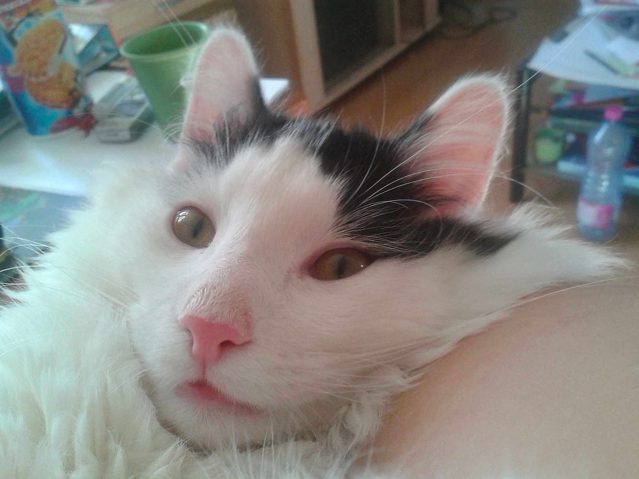 Filou