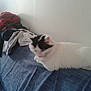 Filou participe au concours pour gagner de l'argent avec cette photo :