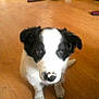 Lucky participe au concours pour gagner de l'argent avec cette photo :