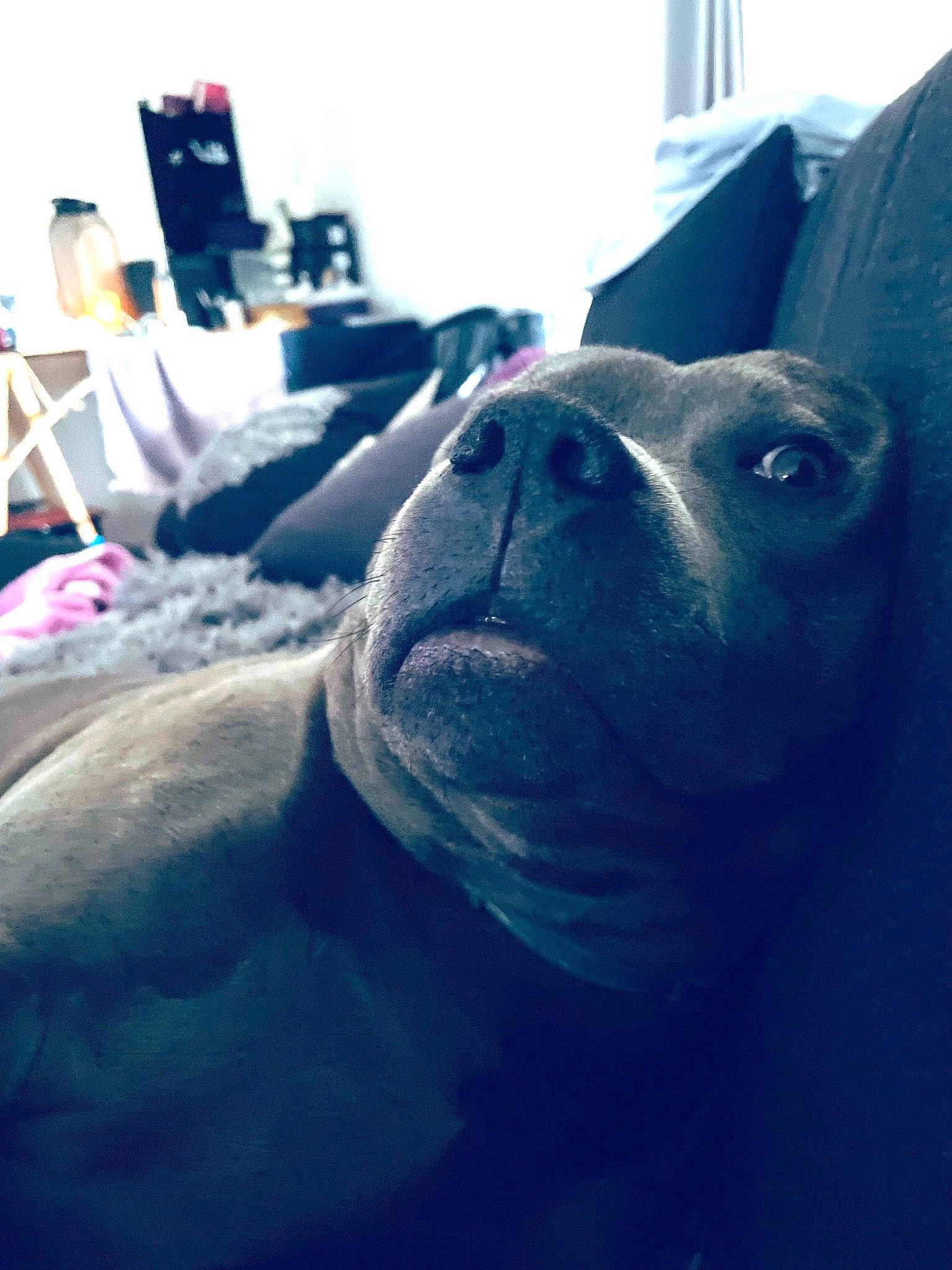 Noa a rejoint le concours — aidez-le/la à gagner de superbes lots ! canidae, carnivore, collar, comfort, companion_dog, dog, dog_breed, electric_blue, fawn, grey, mammal, non_sporting_group, sitting, snout, sporting_group, terrestrial_animal, whiskers, working_animal, working_dog