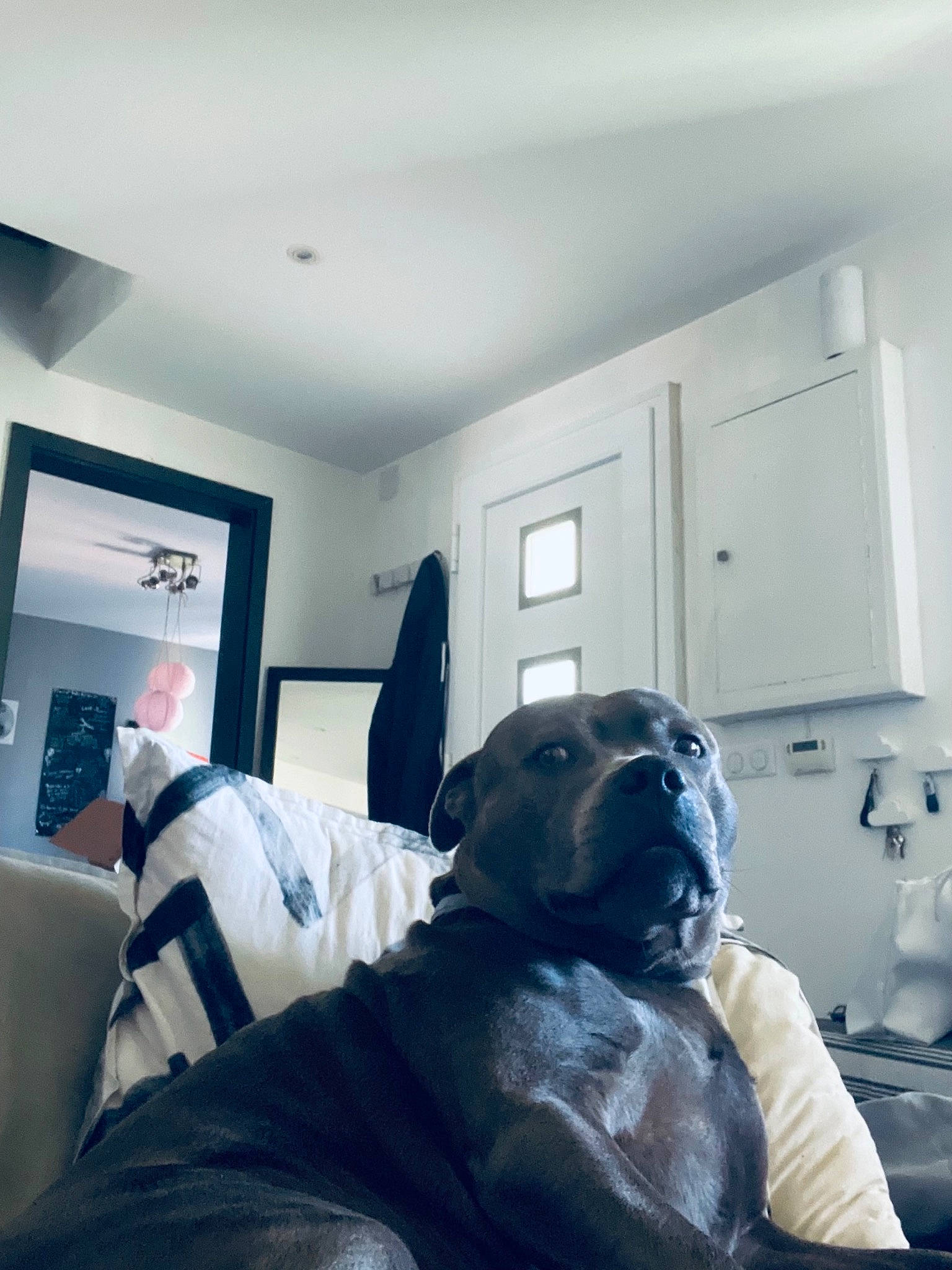 Noa participe au concours pour gagner de l'argent avec cette photo : art, bedding, bedroom, ceiling, comfort, companion_dog, couch, dog, floor, flooring, fur, home, house, linens, living_room, metal, picture_frame, room, sitting, sporting_group