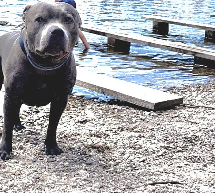 Noa a rejoint le concours — aidez-le/la à gagner de superbes lots ! carnivore, companion_dog, dock, dog, dog_breed, fawn, lake, marine_mammal, non_sporting_group, soil, sporting_group, terrestrial_animal, water, wood, working_animal