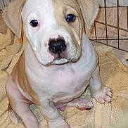 Tyzon participe au concours pour gagner de l'argent avec cette photo : puppy, dog, towel, crate, pet, animal, cute, young, indoor, floor, white, tan, sitting, paw, nose, ears, fur, looking_up, domestic, canine