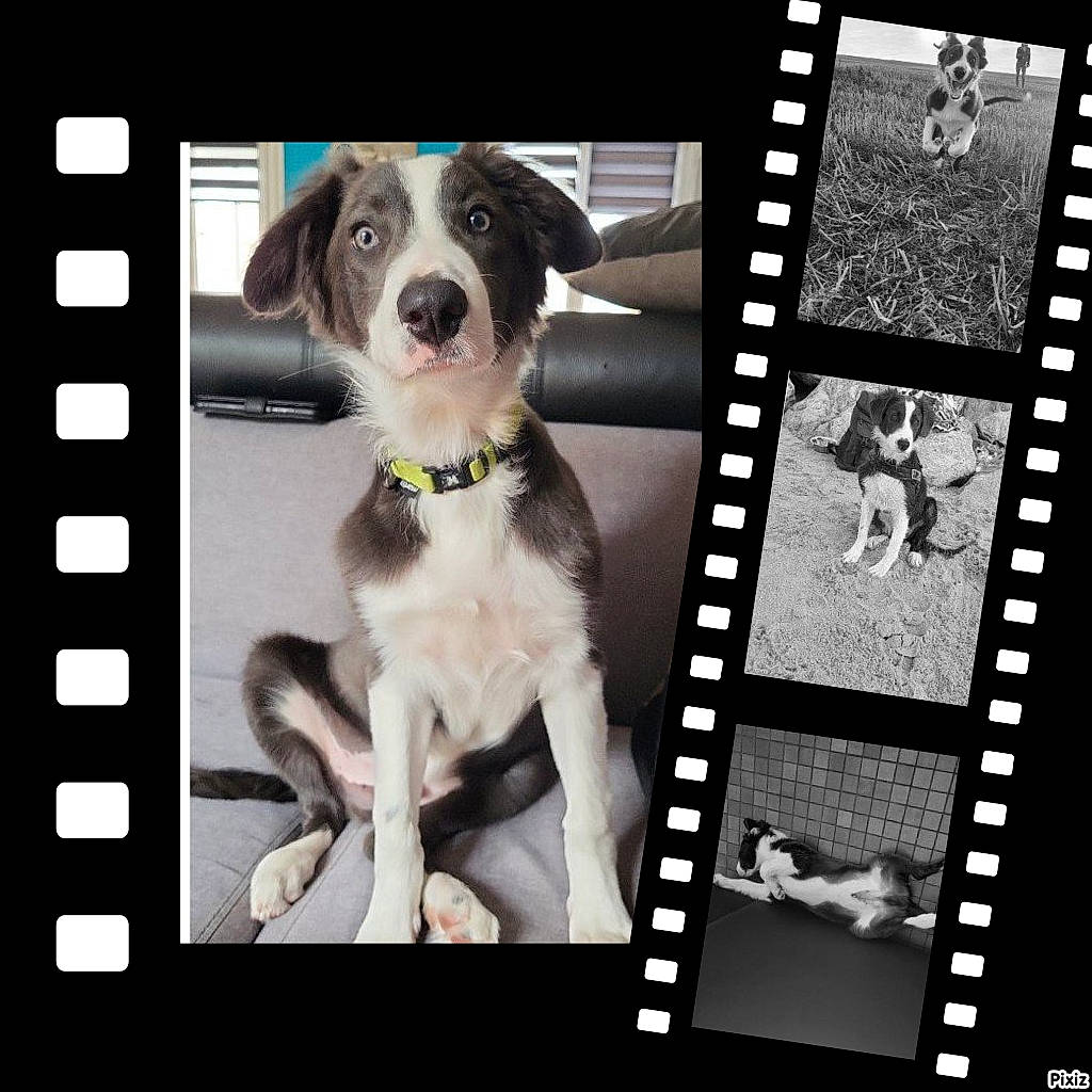 Tonnerre participe au concours pour gagner de l'argent avec cette photo : art, carnivore, circle, collar, companion_dog, dog, dog_breed, dog_collar, dog_supply, font, gun_dog, negative, pattern, pet_supply, rectangle, sporting_group, square, working_animal