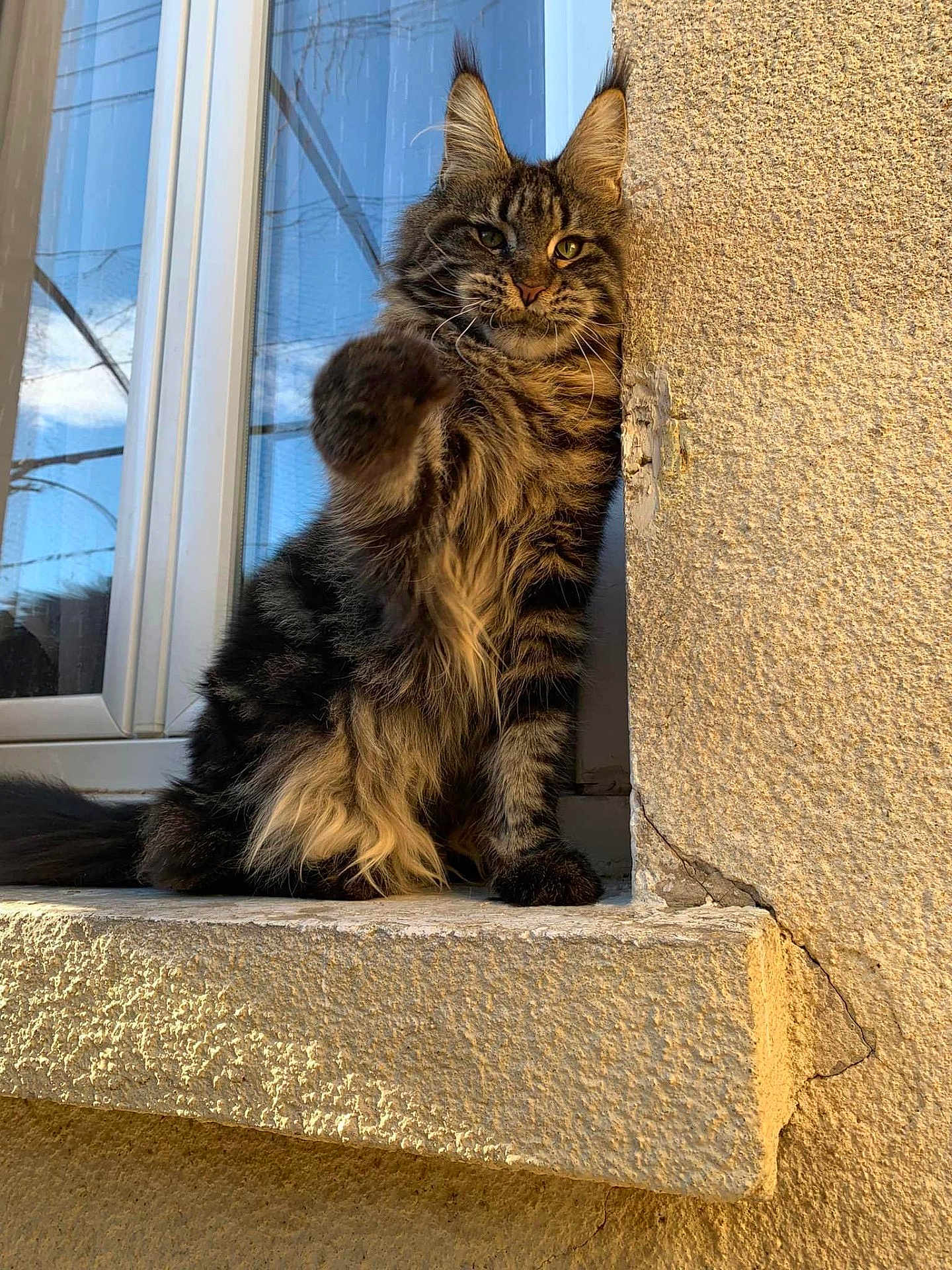 Sekhmet a rejoint le concours — aidez-le/la à gagner de superbes lots ! angora, animal, cat, kitten, manx, pet, window, windowsill