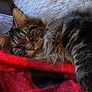 Sekhmet participe au concours pour gagner de l'argent avec cette photo : abyssinian, animal, blanket, cat, couch, furniture, homedecor, kitten, linen, manx, person, pet, quilt, sleeping, towel, velvet