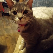 Trouble joined the competition — help win amazing prizes! bell, blurred, cat, close_up, collar, couch, cozy, ears, eyes, feline, fur, home, indoor, living_room, paws, pet, portrait, soft_light, tabby_cat, whiskers