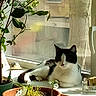 cat, black_and_white, windowsill, potted_plants, indoor, sunlight, relaxed, animal, pet, feline, greenery, window, nature, domestic, resting, home, leaf, plant_pot, daylight, cozy