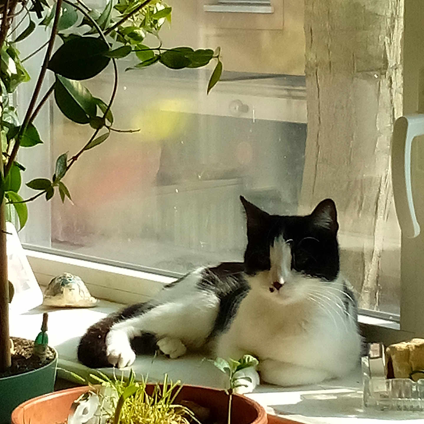 Fifille a rejoint le concours — aidez-le/la à gagner de superbes lots ! cat, black_and_white, windowsill, potted_plants, indoor, sunlight, relaxed, animal, pet, feline, greenery, window, nature, domestic, resting, home, leaf, plant_pot, daylight, cozy