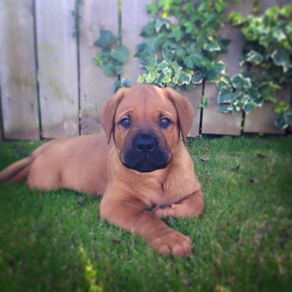 Duke is registered to the contest to win money with this photo: canidae, carnivore, companion_dog, dog, dog_breed, fawn, fence, grass, guard_dog, home_fencing, molosser, non_sporting_group, plant, puggle, snout, sporting_group, terrestrial_animal, working_animal, working_dog, wrinkle