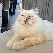 Hadès participe au concours pour gagner de l'argent avec cette photo : animal, bed, blue_eyes, cat, close_up, cozy, cream_colored, cute, domestic, feline, fluffy, fur, home, indoor, paws, pet, portrait, relaxed, resting, whiskers