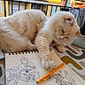 Hadès participe au concours pour gagner de l'argent avec cette photo : art, balcony, cat, cream_cat, creative, curious, drawing, fluffy_cat, indoor, motorcycle, orange_pencil, patterned_table, paw, pencil, pet, relaxed, sketchbook, sunlight, table, window