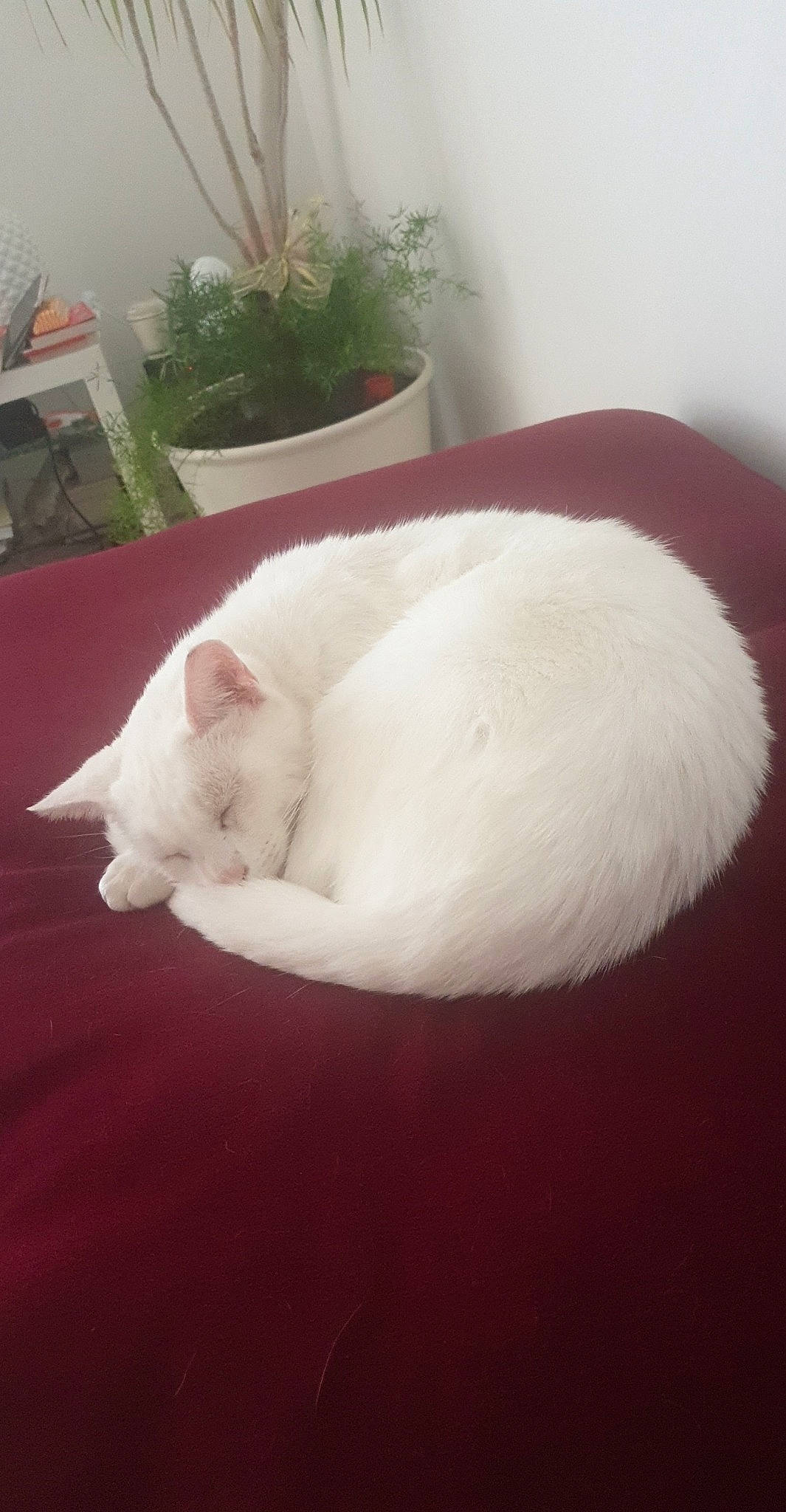 Yuki participe au concours pour gagner de l'argent avec cette photo : carnivore, cat, cat_bed, claw, comfort, domestic_short_haired_cat, fawn, felidae, fur, houseplant, linens, mammal, nap, paw, plant, sleep, small_to_medium_sized_cats, snout, tail, whiskers