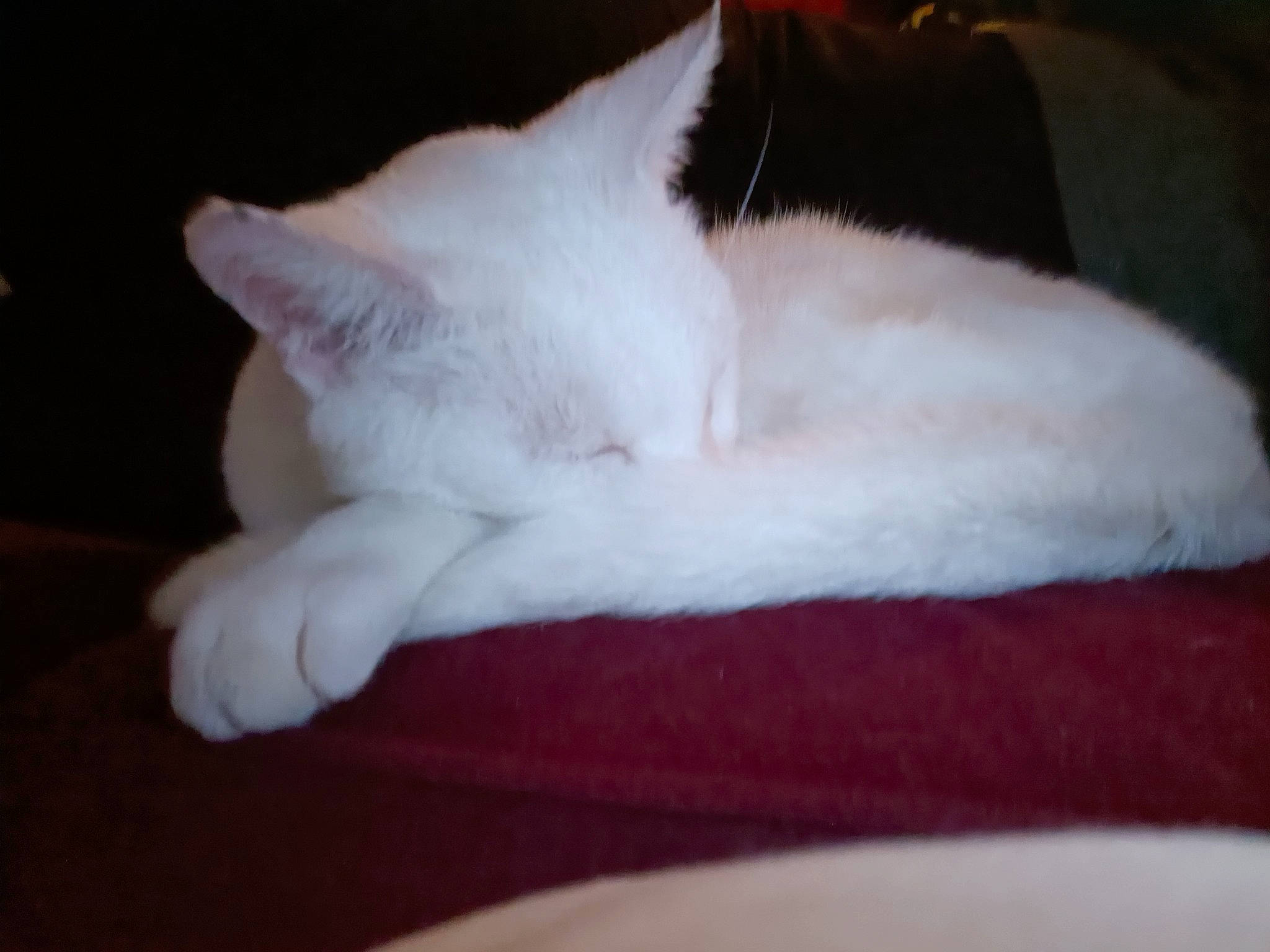 Yuki a rejoint le concours — aidez-le/la à gagner de superbes lots ! bed, carnivore, cat, claw, comfort, darkness, domestic_short_haired_cat, fawn, felidae, foot, fur, nap, paw, sleep, small_to_medium_sized_cats, snout, tail, whiskers