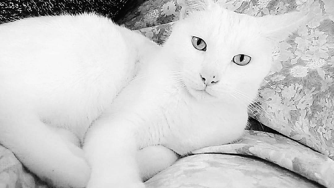 Yuki a rejoint le concours — aidez-le/la à gagner de superbes lots ! carnivore, cat, comfort, domestic_short_haired_cat, eye, felidae, freezing, fur, head, monochrome, monochrome_photography, paw, small_to_medium_sized_cats, snout, snow, tail, terrestrial_animal, whiskers, winter