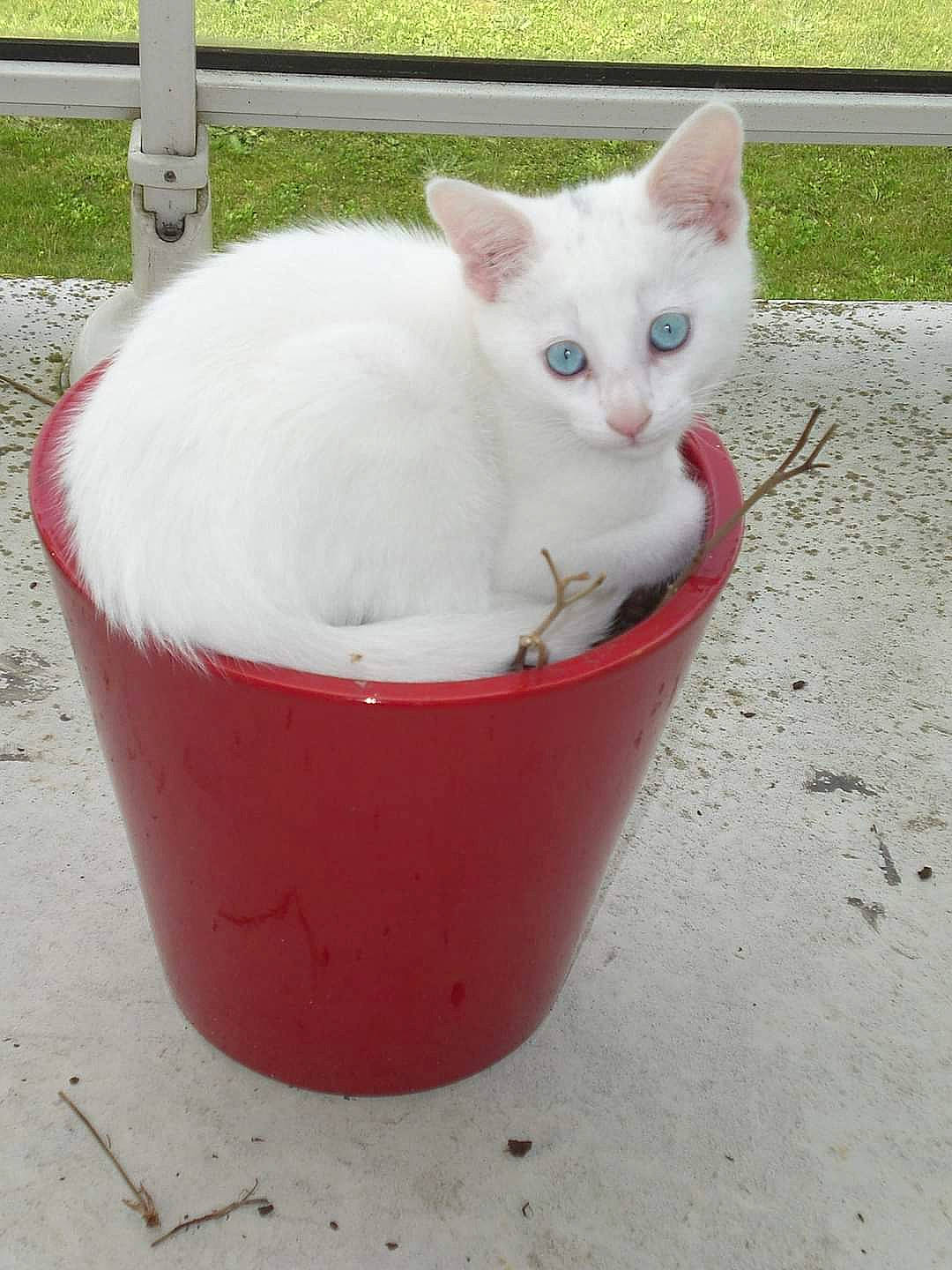 Yuki a rejoint le concours — aidez-le/la à gagner de superbes lots ! bowl, carnivore, cat, cat_supply, domestic_short_haired_cat, felidae, fur, paw, pet_supply, small_to_medium_sized_cats, snout, tail, terrestrial_animal, whiskers