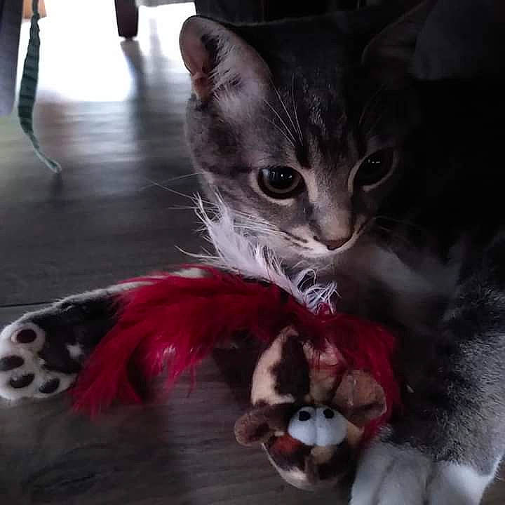 Frimousse a rejoint le concours — aidez-le/la à gagner de superbes lots ! aegean_cat, american_curl, american_shorthair, asian, carnivore, cat, claw, domestic_short_haired_cat, felidae, fictional_character, fur, kitten, norwegian_forest_cat, paw, polydactyl_cat, small_to_medium_sized_cats, snout, tabby_cat, tail, whiskers