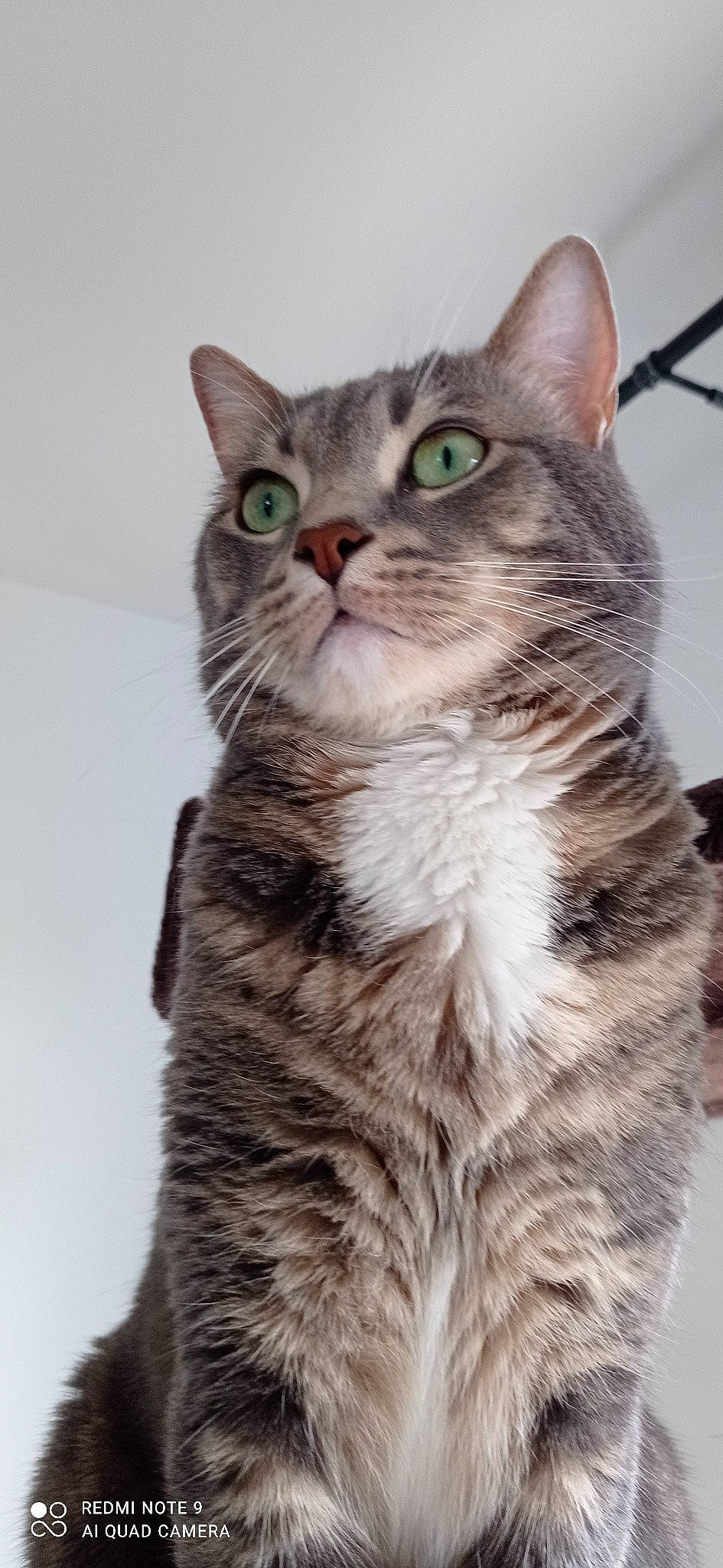 Frimousse a rejoint le concours — aidez-le/la à gagner de superbes lots ! carnivore, cat, domestic_short_haired_cat, felidae, fur, paw, photo_caption, small_to_medium_sized_cats, snout, tail, terrestrial_animal, whiskers, wildlife