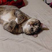 Tom is registered to the contest to win money with this photo: animal, bed, blanket, cat, cozy, curious, cute, domestic, feline, fur, indoor, looking, paws, pet, relaxed, resting, sleeping_area, soft_light, tabby, whiskers