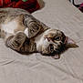 animal, bed, blanket, cat, cozy, curious, cute, domestic, feline, fur, indoor, looking, paws, pet, relaxed, resting, sleeping_area, soft_light, tabby, whiskers