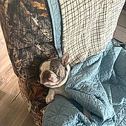 Rebecca Aviles is registered to the contest to win money with this photo: animal, armchair, blanket, camo_pattern, comfort, cozy, cute, dog, ears, french_bulldog, fur, furniture, home, indoor, paw, pet, quilt, relaxation, resting, wood_floor