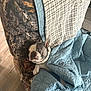 animal, armchair, blanket, camo_pattern, comfort, cozy, cute, dog, ears, french_bulldog, fur, furniture, home, indoor, paw, pet, quilt, relaxation, resting, wood_floor