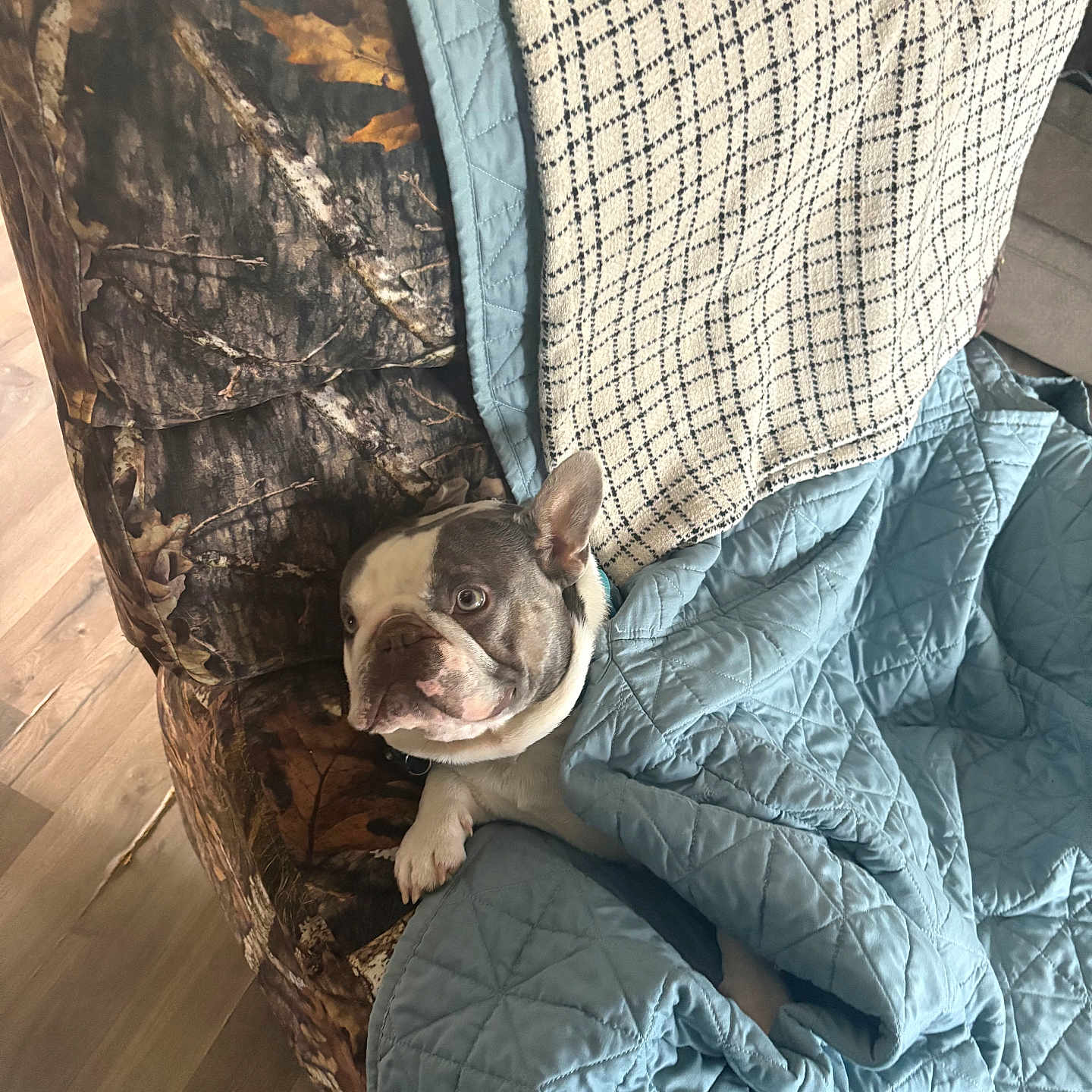 Rebecca Aviles is registered to the contest to win money with this photo: animal, armchair, blanket, camo_pattern, comfort, cozy, cute, dog, ears, french_bulldog, fur, furniture, home, indoor, paw, pet, quilt, relaxation, resting, wood_floor