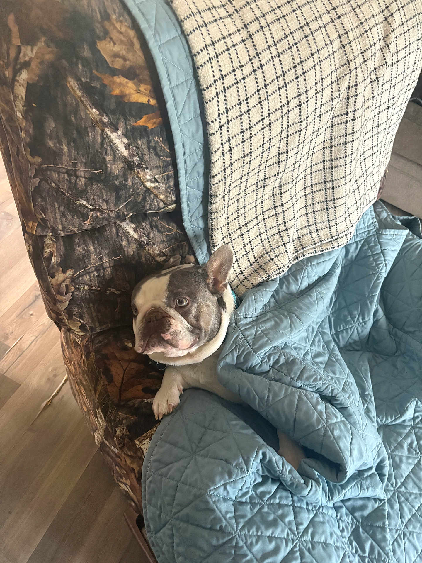 Rebecca Aviles is registered to the contest to win money with this photo: animal, armchair, blanket, camo_pattern, comfort, cozy, cute, dog, ears, french_bulldog, fur, furniture, home, indoor, paw, pet, quilt, relaxation, resting, wood_floor