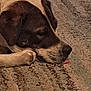 dog, sleeping, tongue_out, carpet, close_up, resting, pet, fur, paw, indoor, cozy, animal, relaxing, brown, beige, cute, snout, napping, quiet, calm