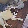 Bosco Butler is registered to the contest to win money with this photo: dog, white_dog, brown_patches, lying_down, wooden_floor, dog_bed, blanket, indoor, pet, canine, resting, flooring, home, relaxed, animal, fur, paw, collar, sleepy, cozy