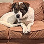 dog, couch, brown, white, indoor, pet, relaxed, fur, animal, paws, collar, living_room, comfort, seated, canine, household, furniture, domestic, resting, companion