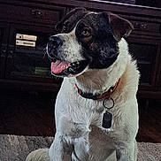 Bosco Butler is registered to the contest to win money with this photo: dog, pet, indoor, sitting, collar, tag, fur, alert, tongue_out, wooden_cabinet, television, rug, brown, white, black, animal, domestic_animal, companion, friendly, portrait